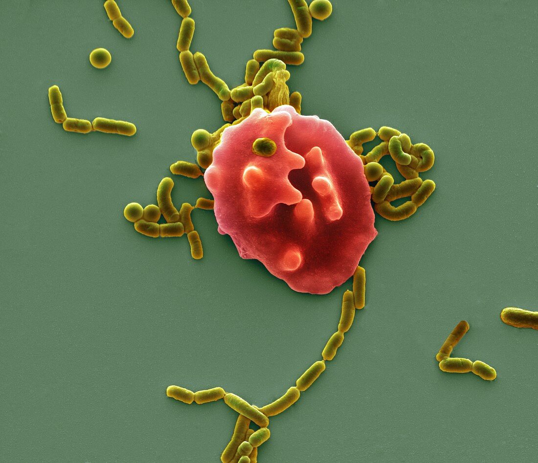 Red blood cell and bacteria,SEM