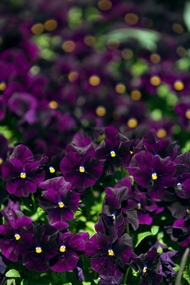 Pansy (Viola x wittrockiana)
