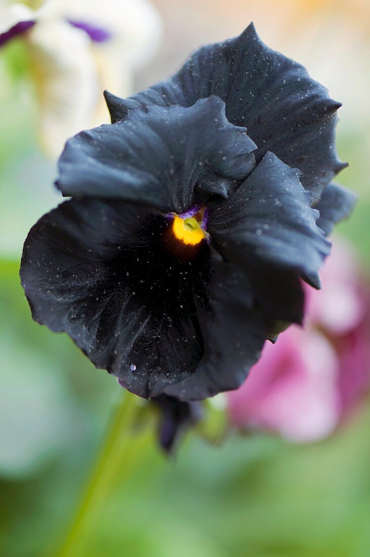Pansy (Viola x wittrockiana 'Black Moon')