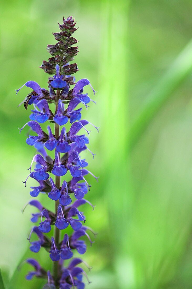 Sage (Salvia nemorosa)