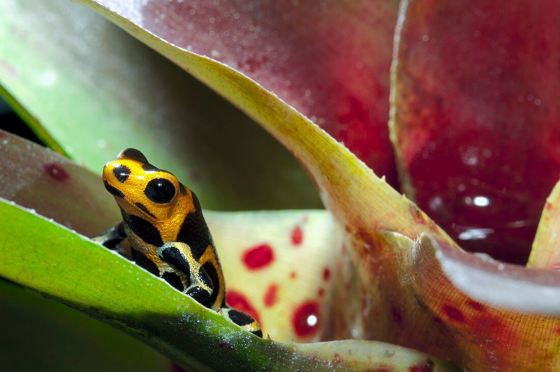 Poison arrow frog