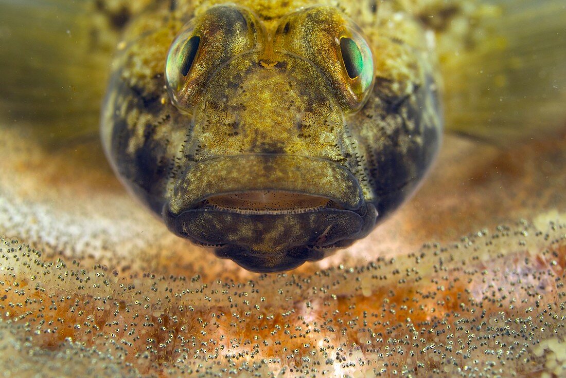 Black goby protecting its eggs