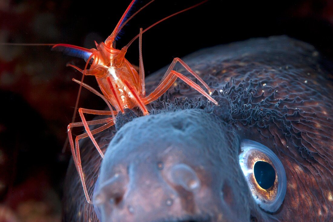 Cleaner shrimp and moray eel