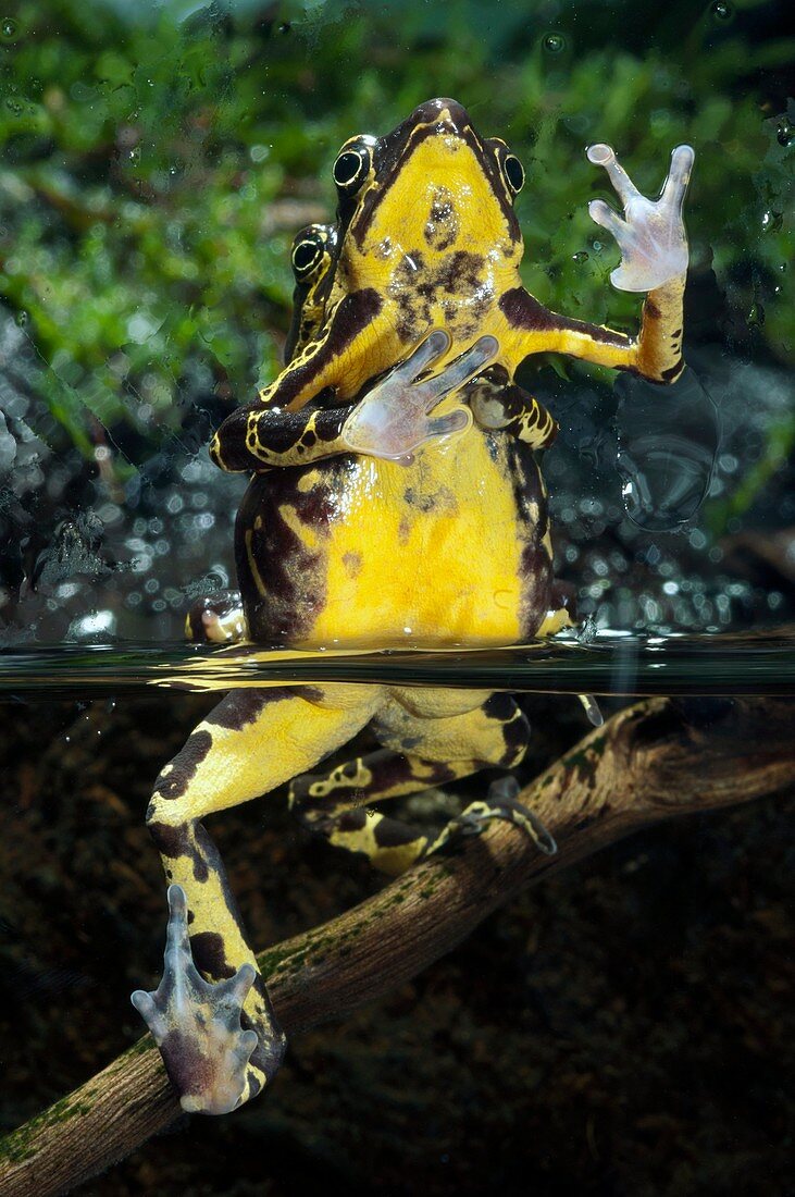 Harlequin toads mating