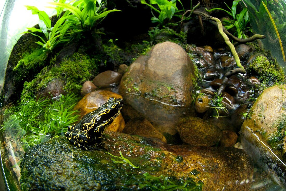 Harlequin toad in a vivarium