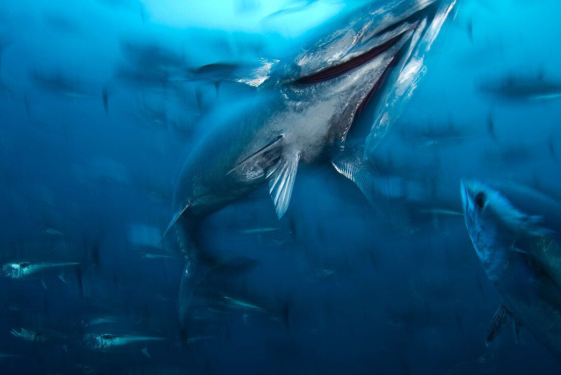 Northern bluefin tuna