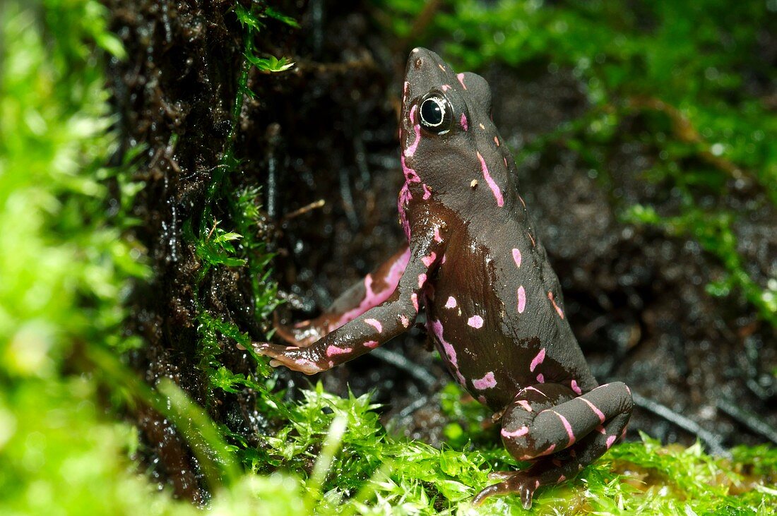 Poisonous toad