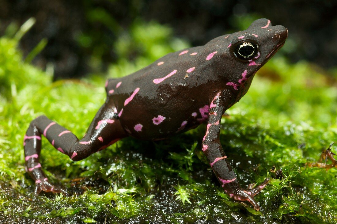 Poisonous toad