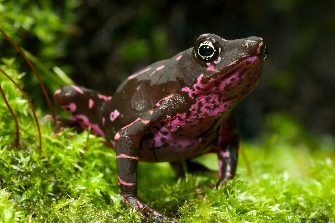 Poisonous toad