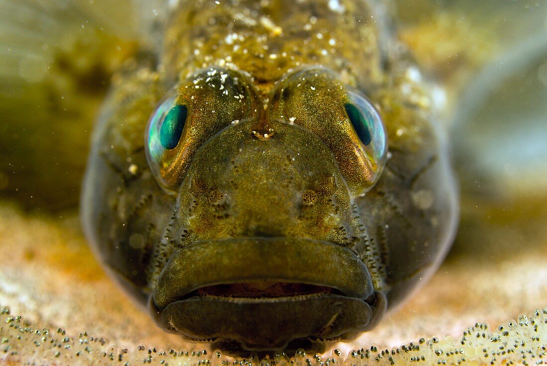 Black goby protecting its eggs