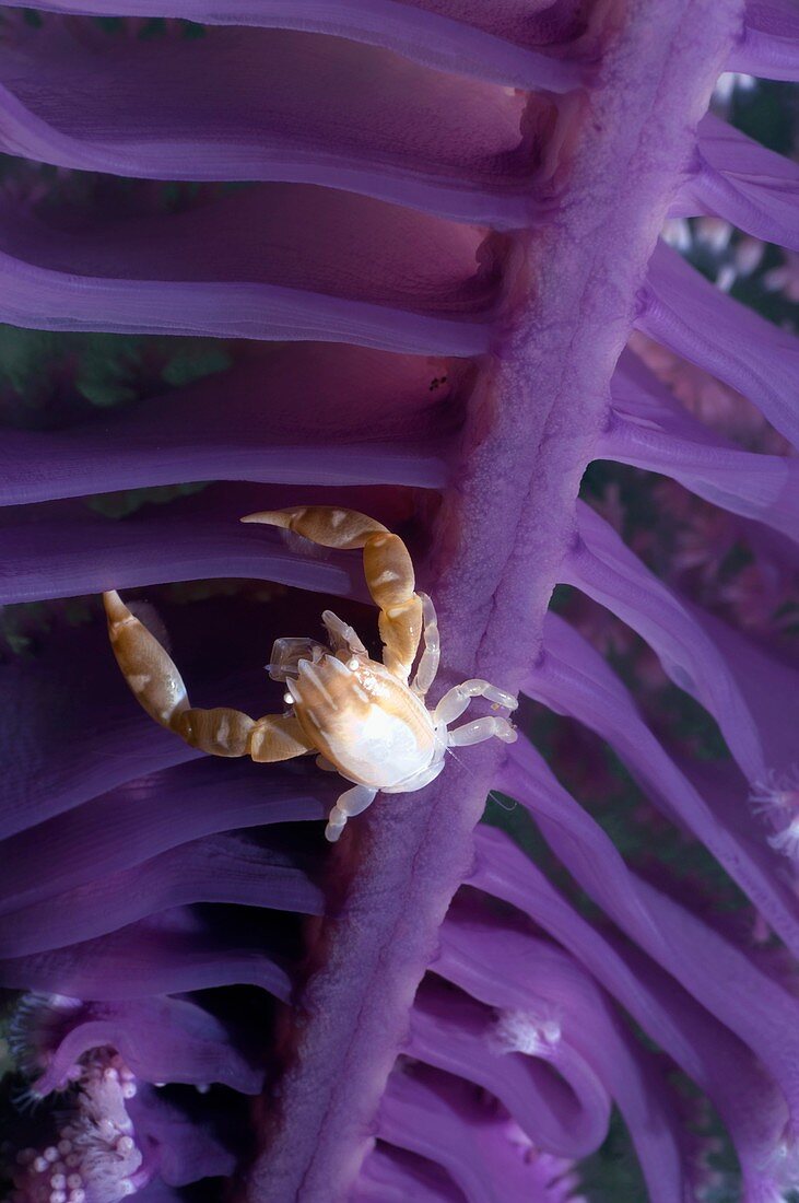 Porcelain crab on a sea pen
