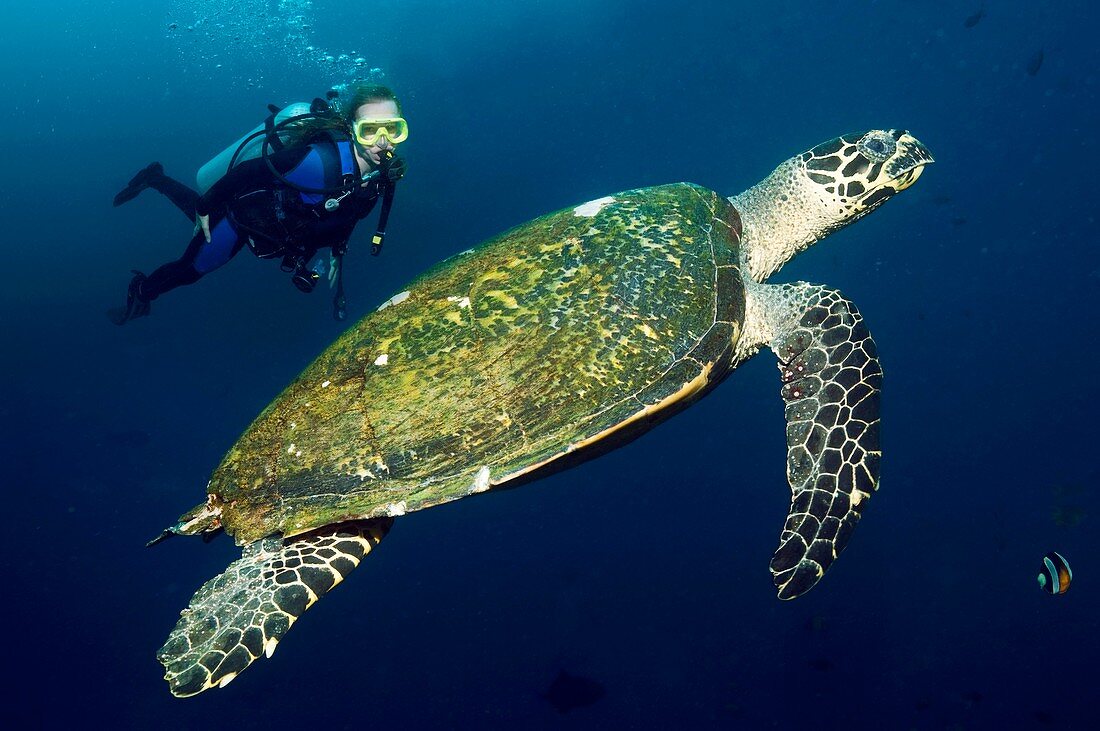 SCUBA diving with a hawksbill turtle