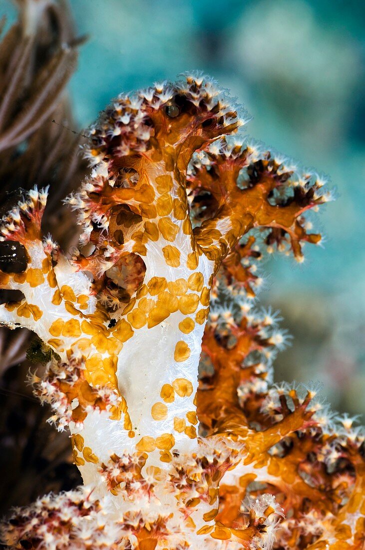 Acoel flatworms on soft coral