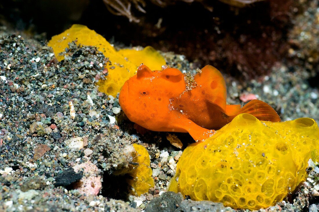 Painted frogfish on sponges