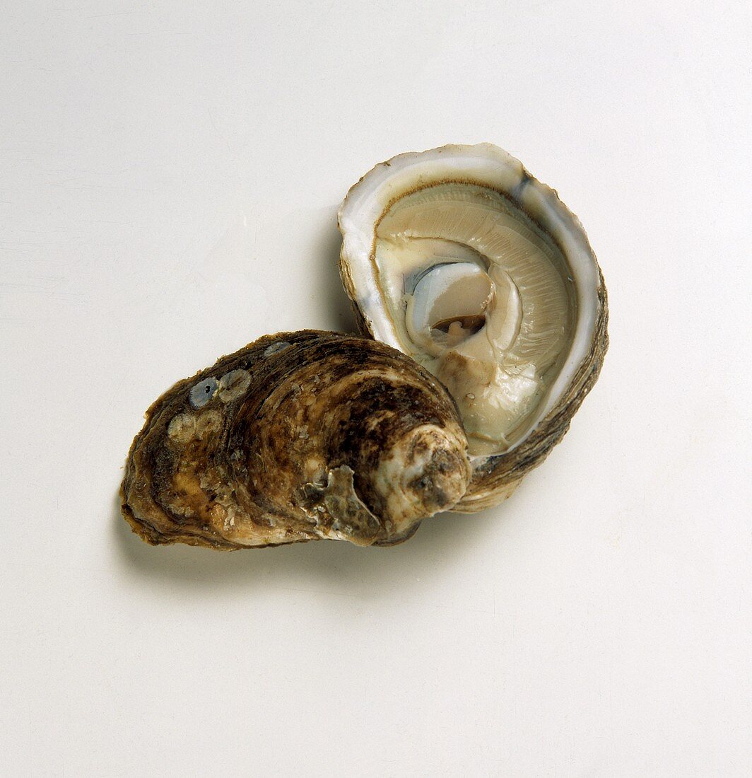 Oyster with Top Shell Removed
