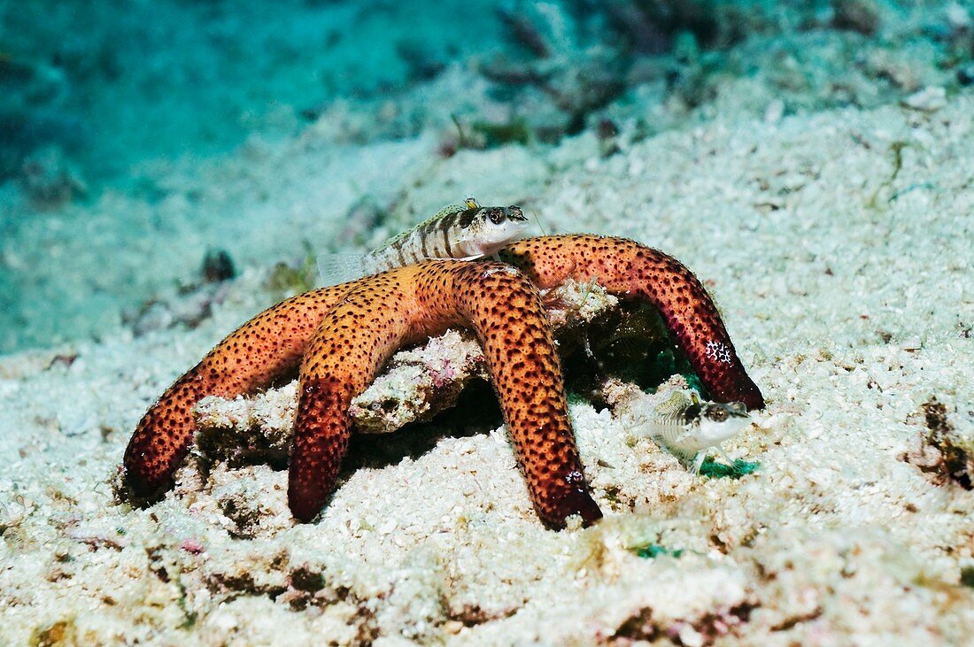 Fish on a starfish