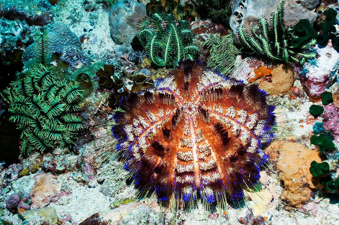 Fire urchin on a reef