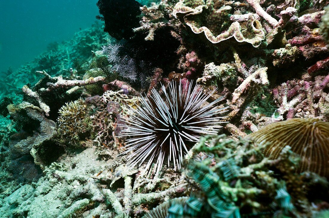 Banded sea urchin on a reef