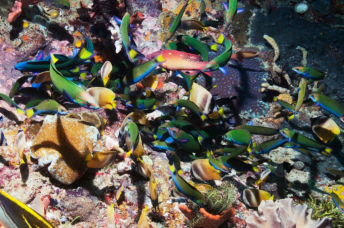 Tropical fish raiding eggs on a reef