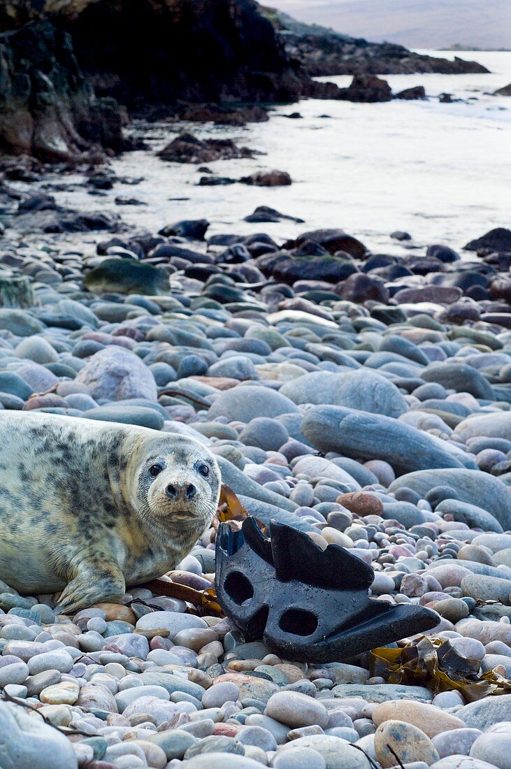 Grey seal pup