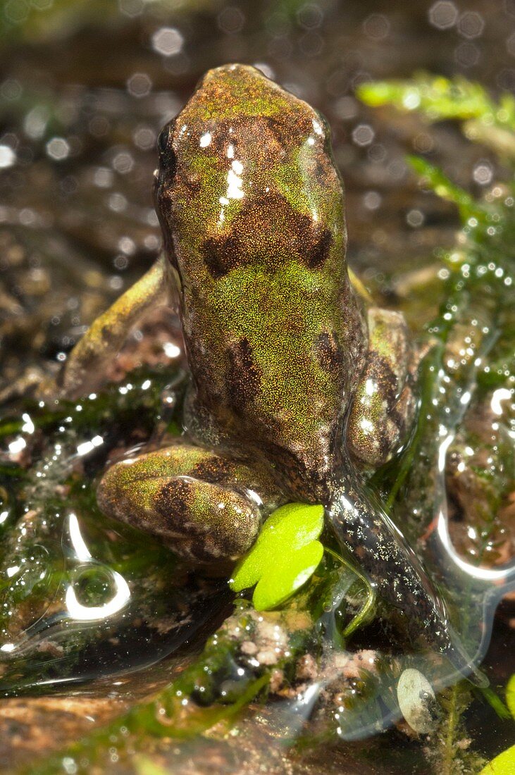 Immature Malagasy burrowing frog