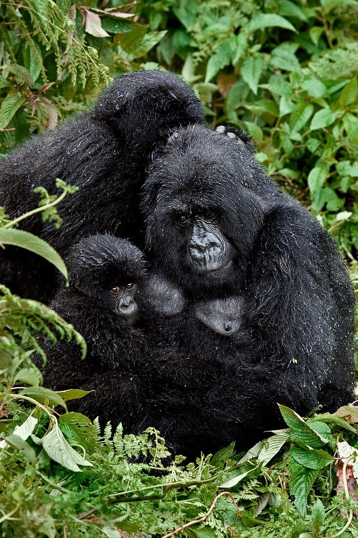 Mountain gorilla family group