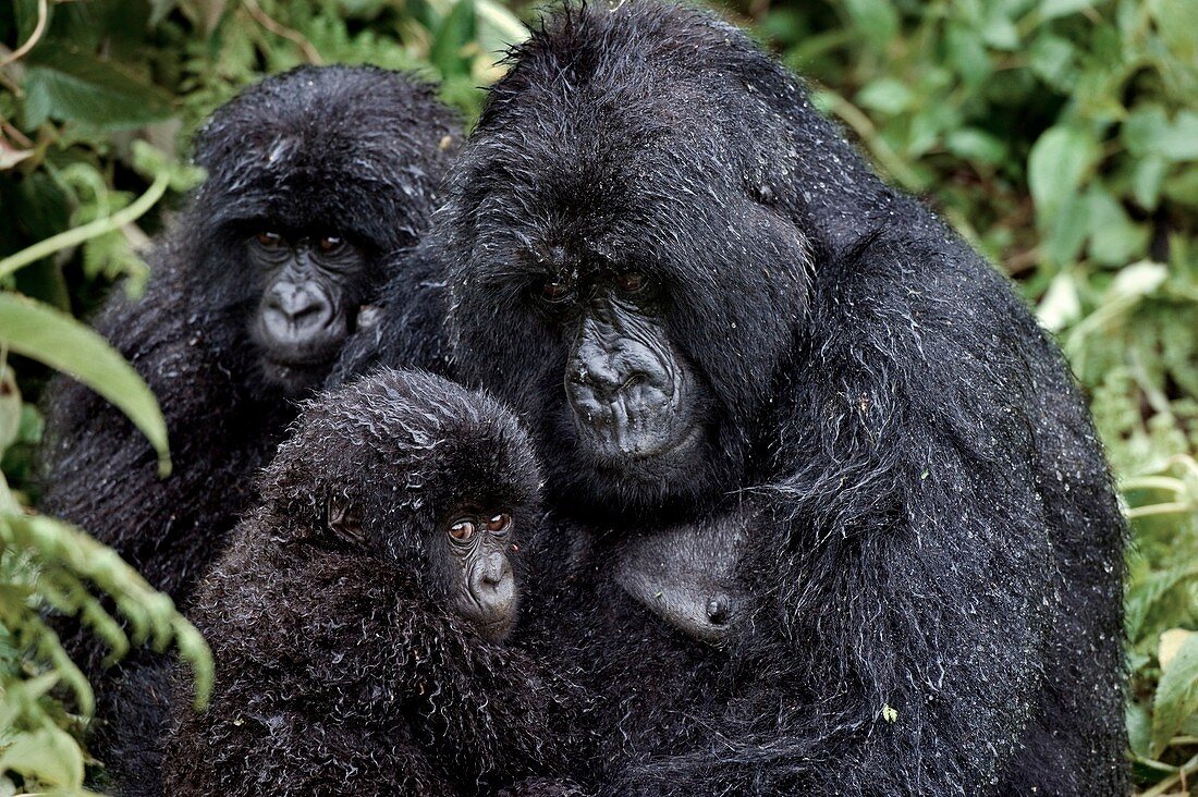 Mountain gorilla family group