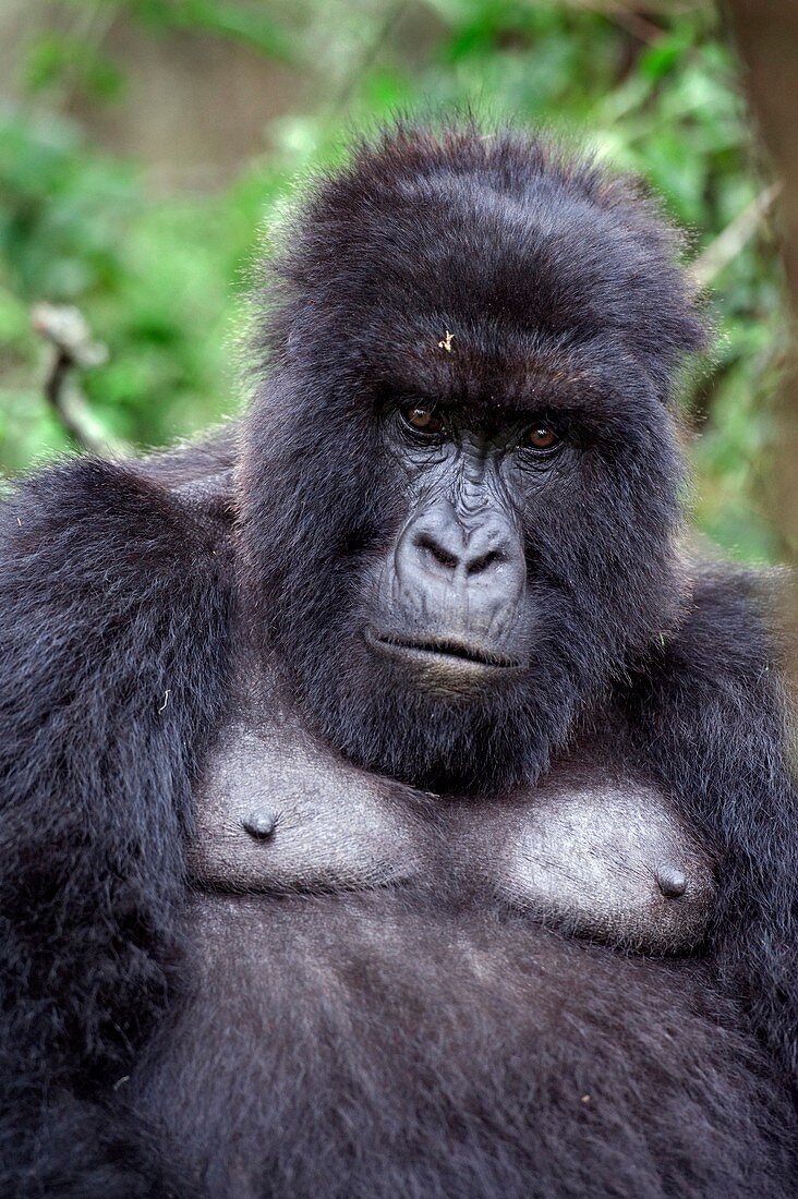 Mountain gorilla male