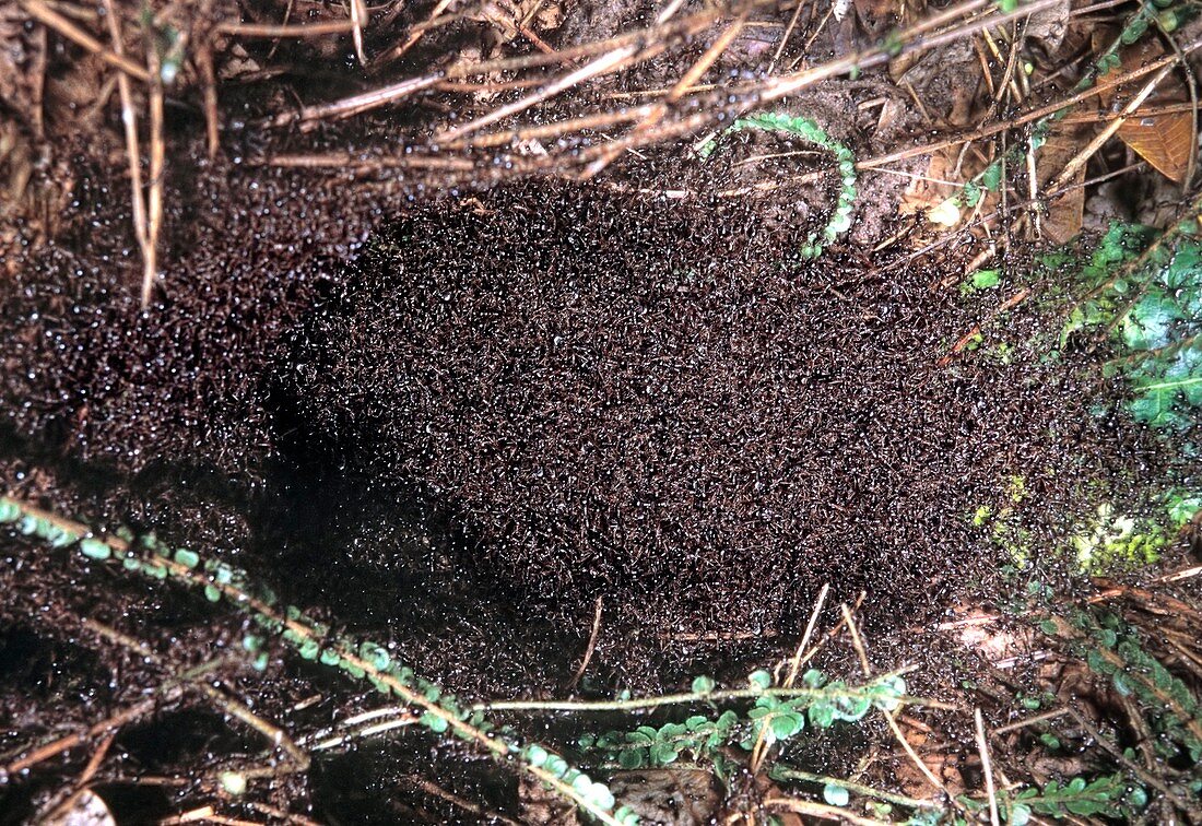 Migrating army ants