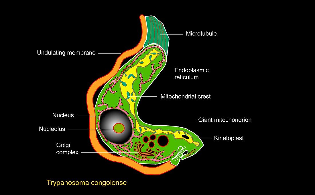 Trypanosome protozoan,artwork
