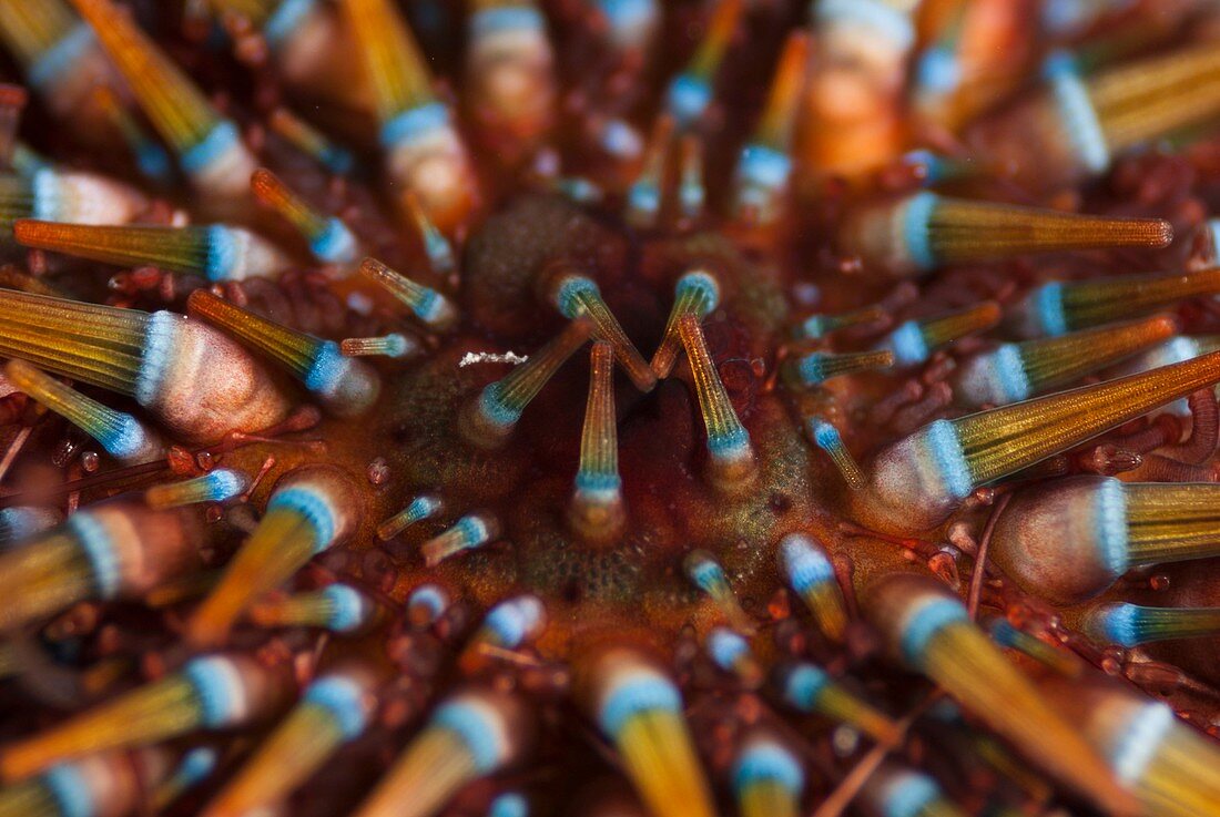 Sea urchin mouth