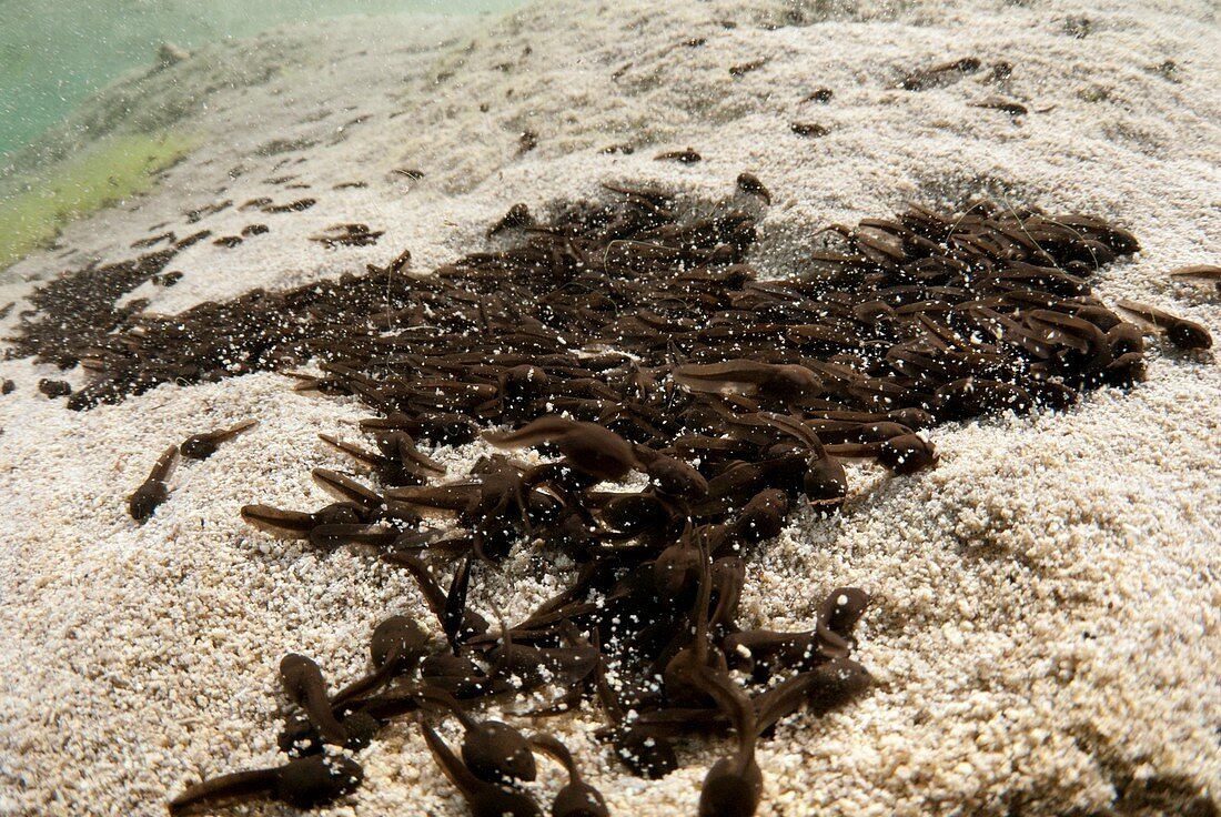 Common toad tadpoles