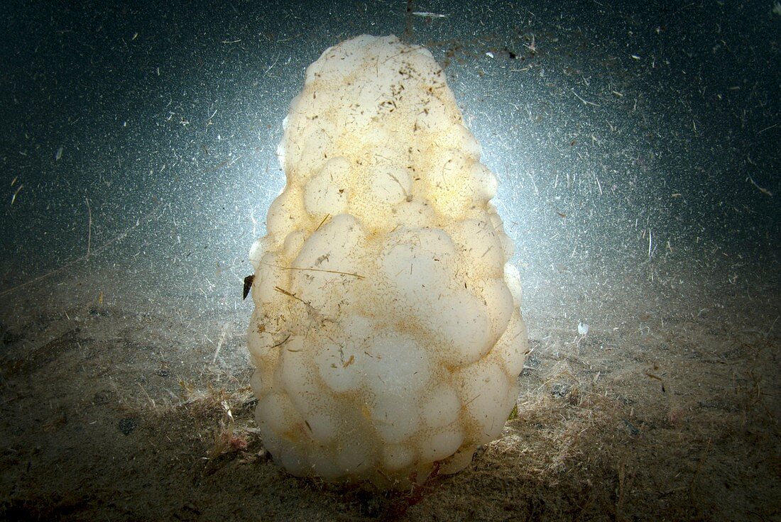 Ascidian tunicate