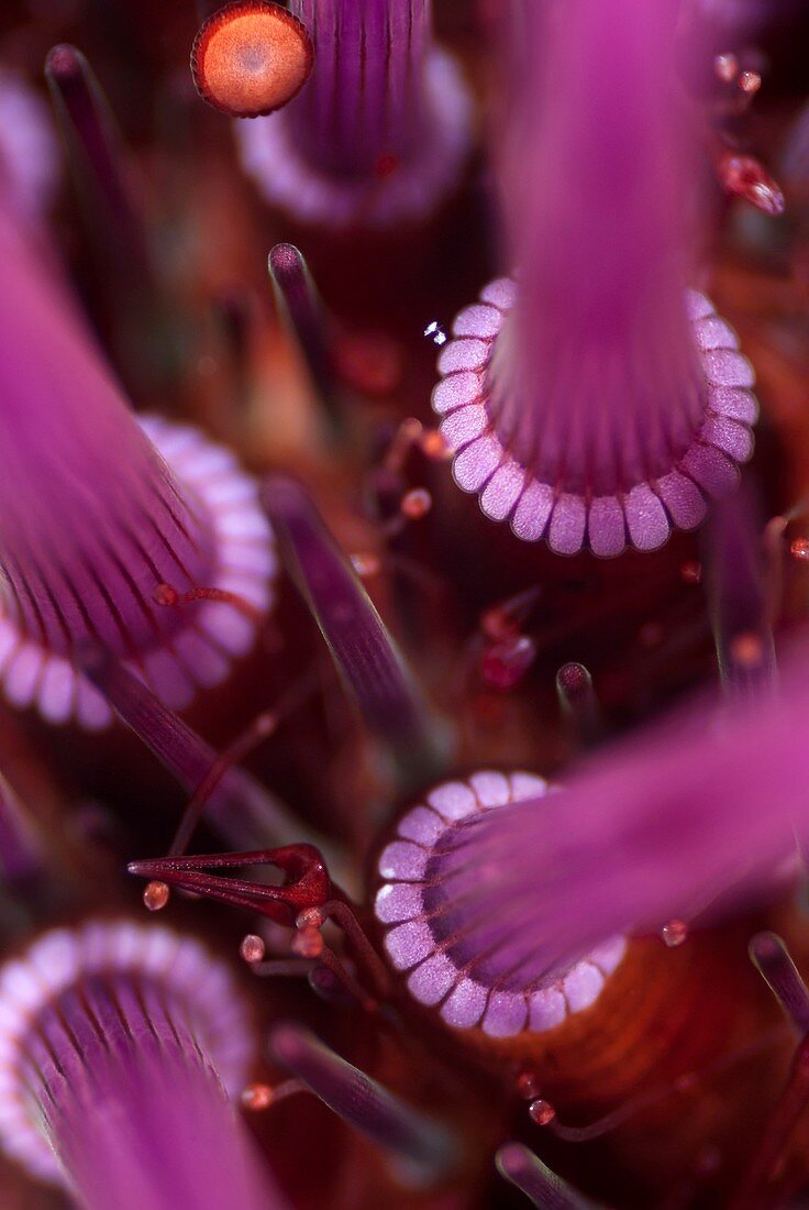 Sea urchin detail
