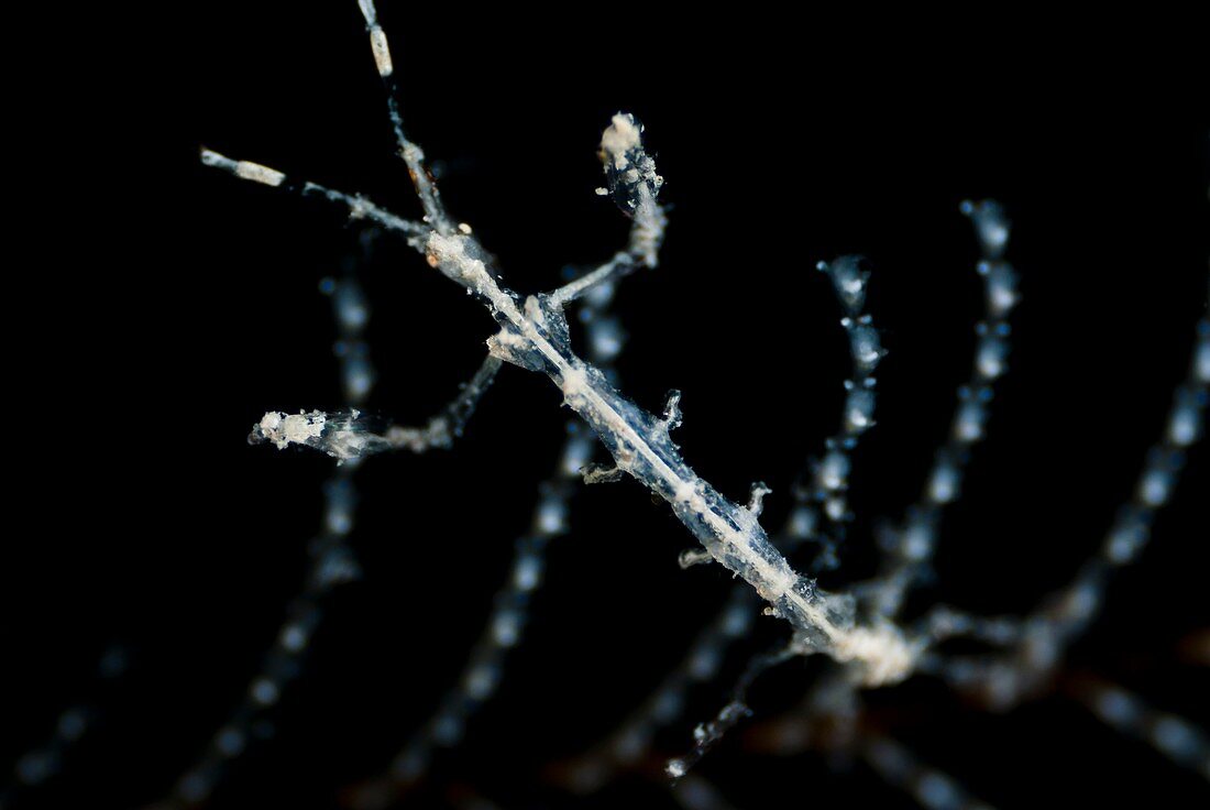 Ghost shrimp on hydrozoa
