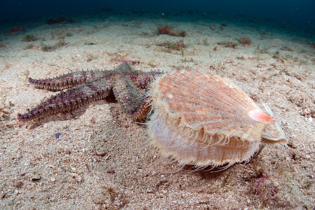 Starfish hunting a scallop