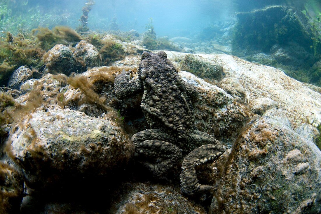 Common toad