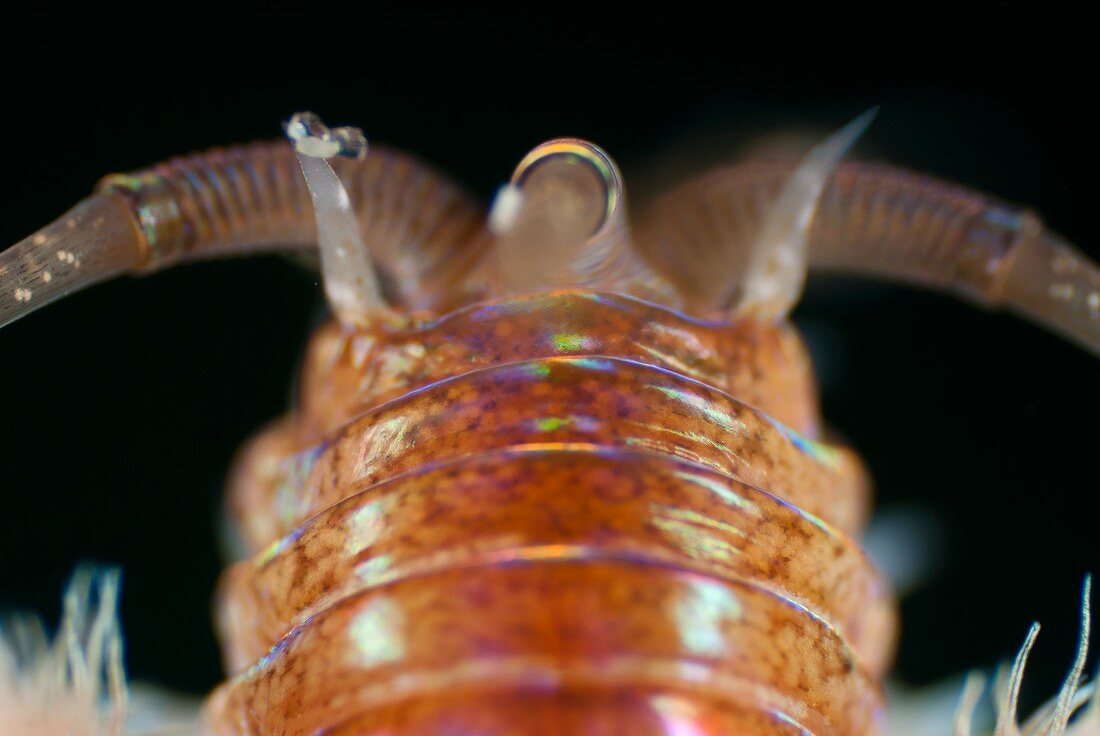 Polychaete marine worm