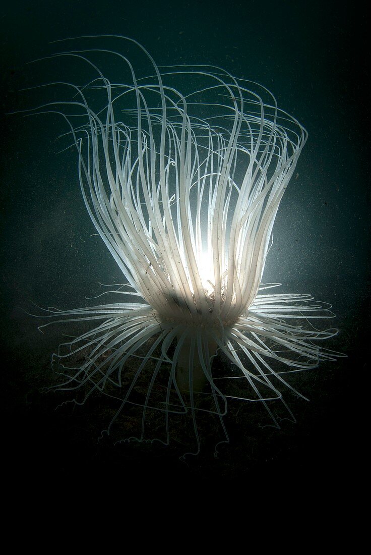 Tube anemone