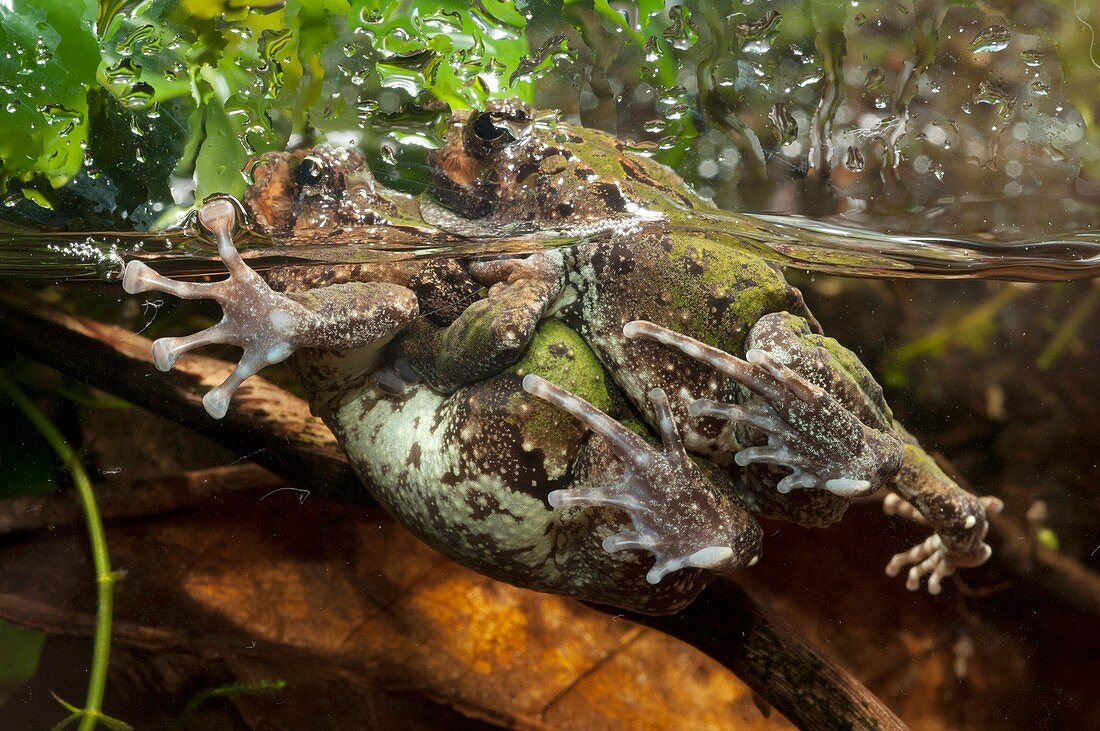 Malagasy burrowing frogs mating