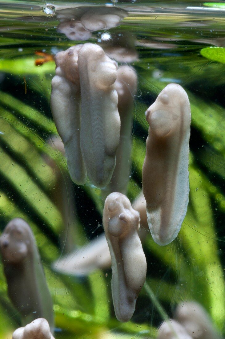 Developing frog's eggs