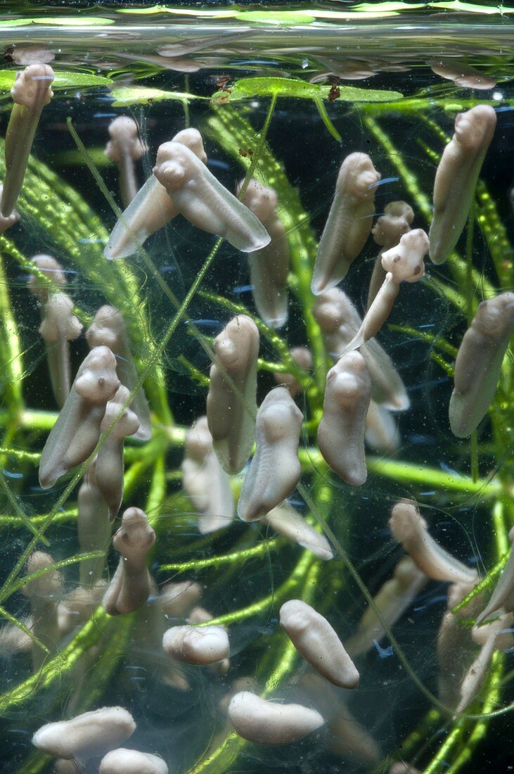 Developing frog's eggs