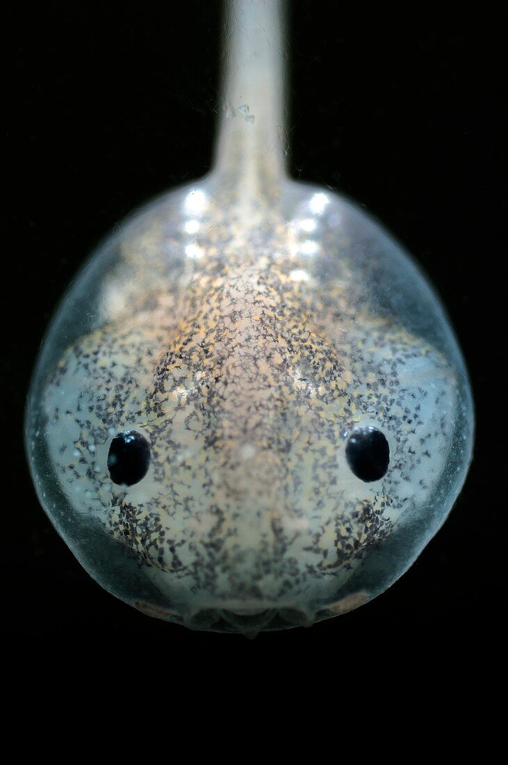 Developing frog tadpole