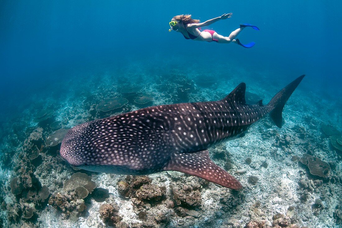 Snorkeller with whale shark
