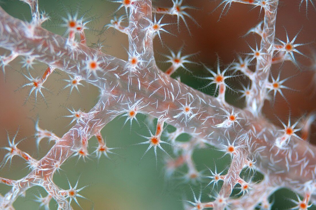 Soft coral polyps