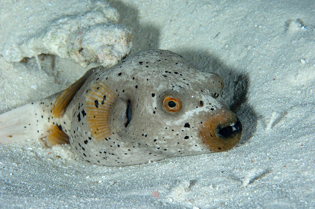 Blackspotted pufferfish