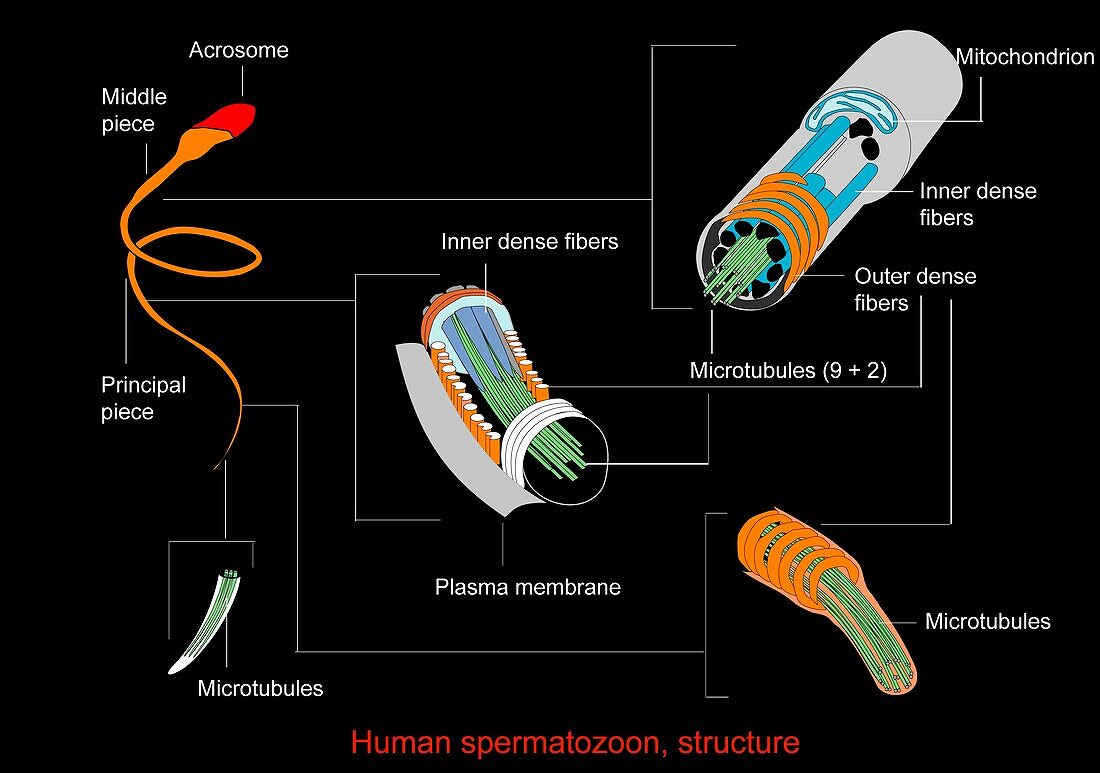 Sperm cell,artwork