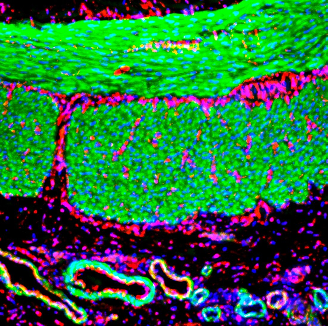 Gut muscle,fluorescence micrograph