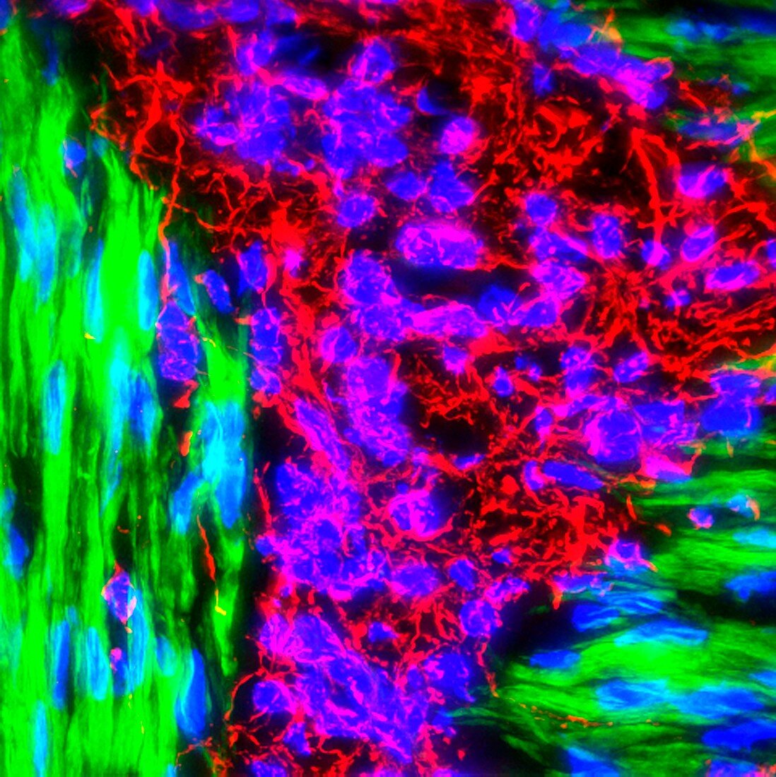 Gut vessels,fluorescence micrograph