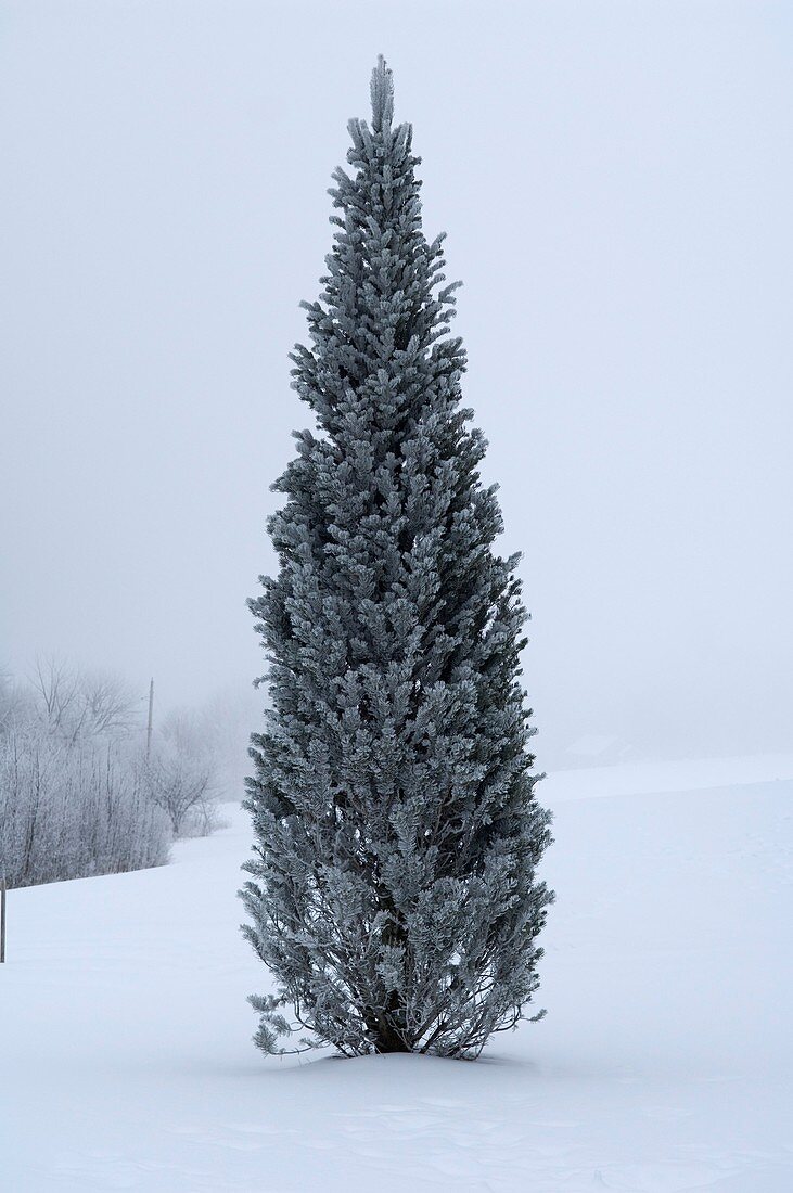 Canadian pine in winter